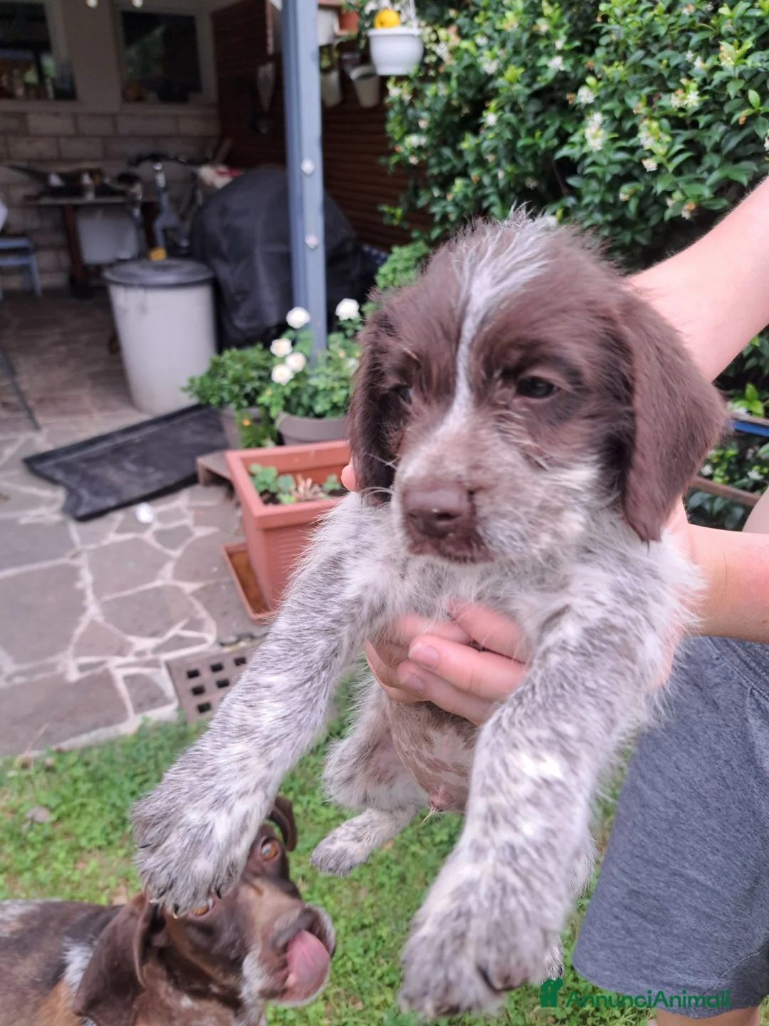 Lagotto cani in vendita: Cucciolata lagotto braccopointer - Annuncio 2