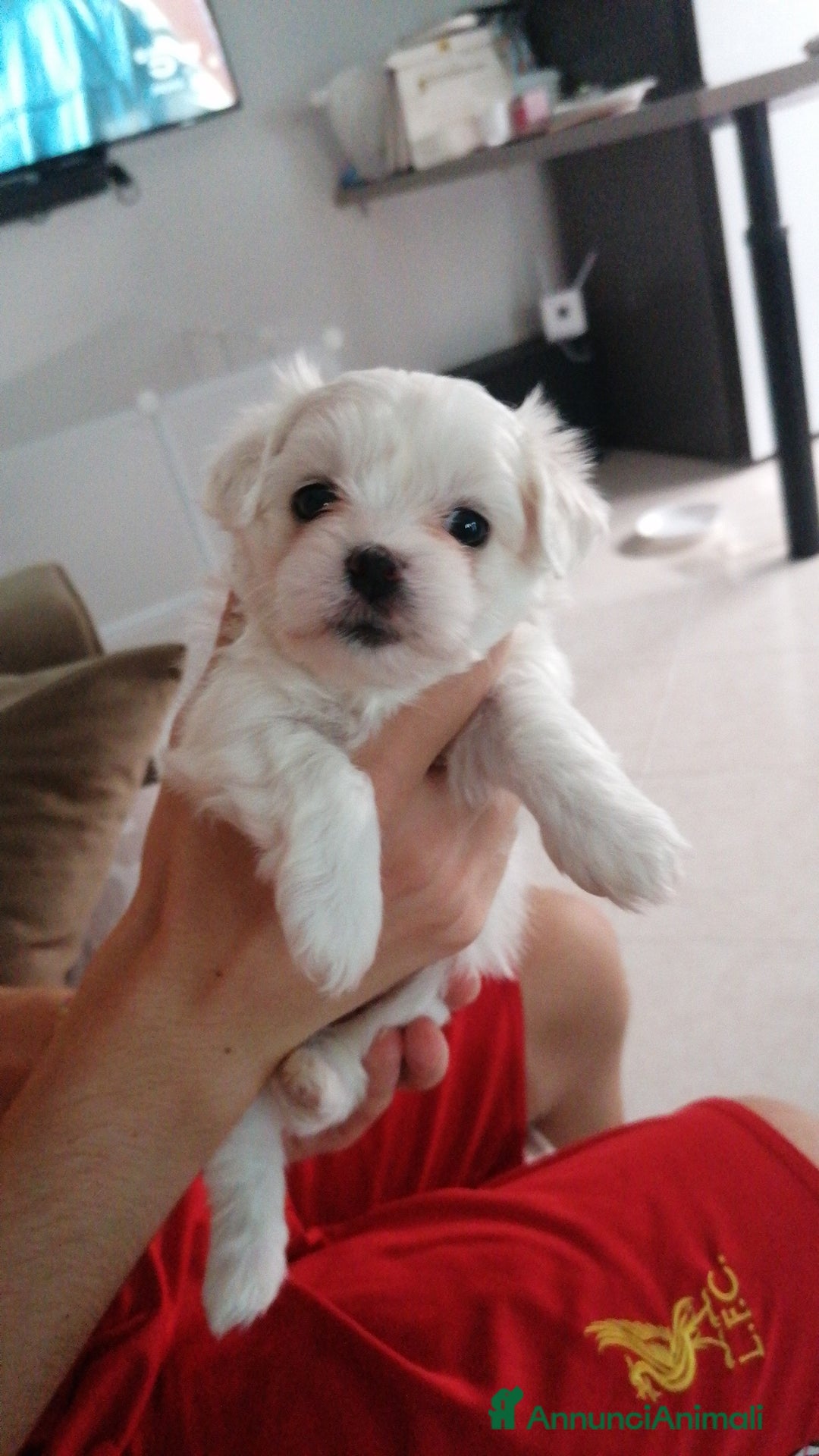 Maltese cani in vendita: Maltesi meravigliosi vivaci. E di ottima salute a Città Metropolitana di Napoli - Immagine 2