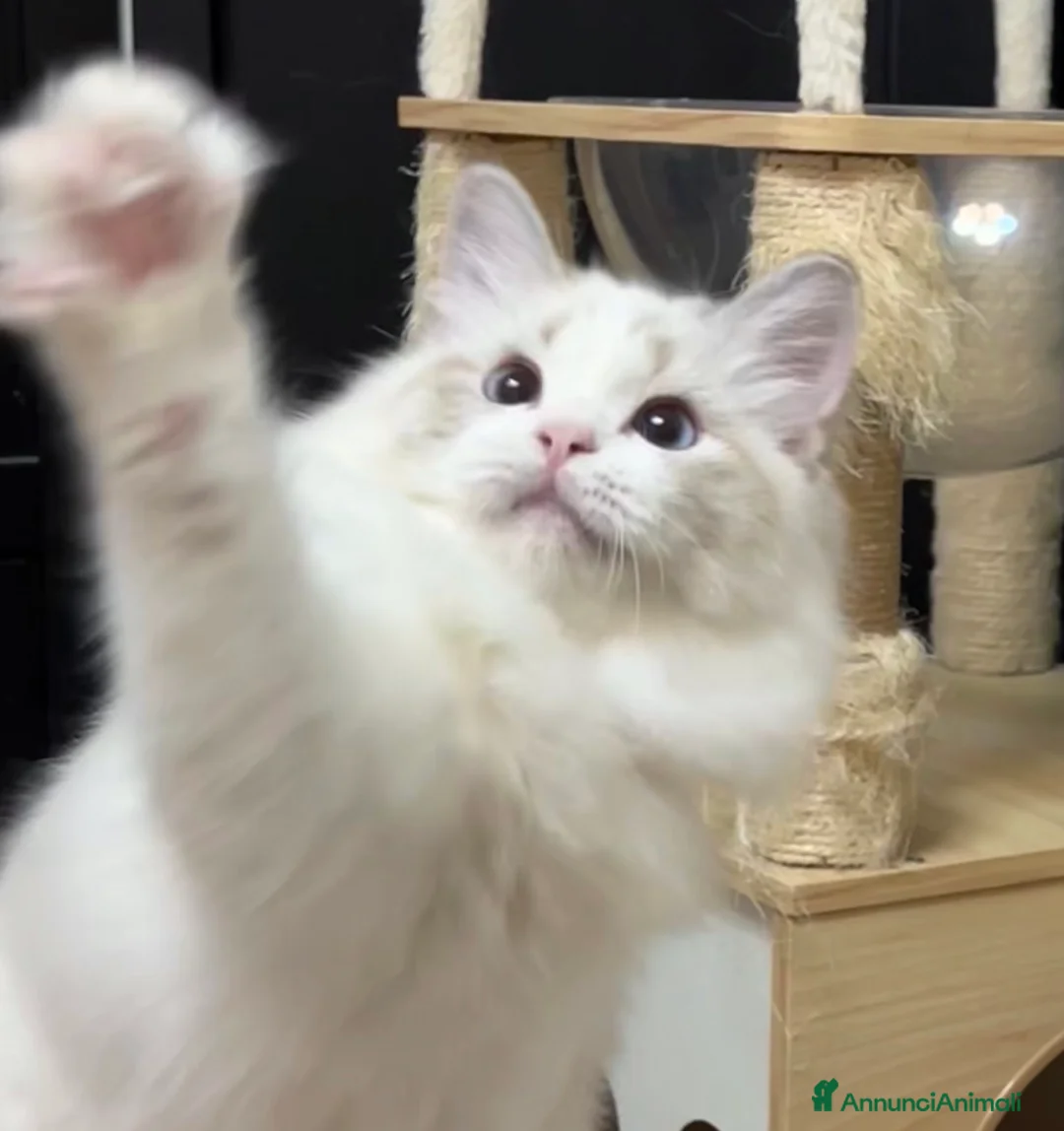 Ragdoll gatti in vendita: Cuccioli ragdoll - Annuncio 3