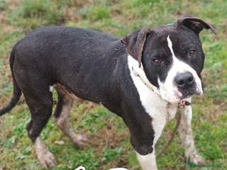 Pitbull cani ARES cerca casa - solo per esperti! - Annuncio 1