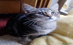 Europeo gatti in regalo: Dolcissime sorelline - Immagine 11