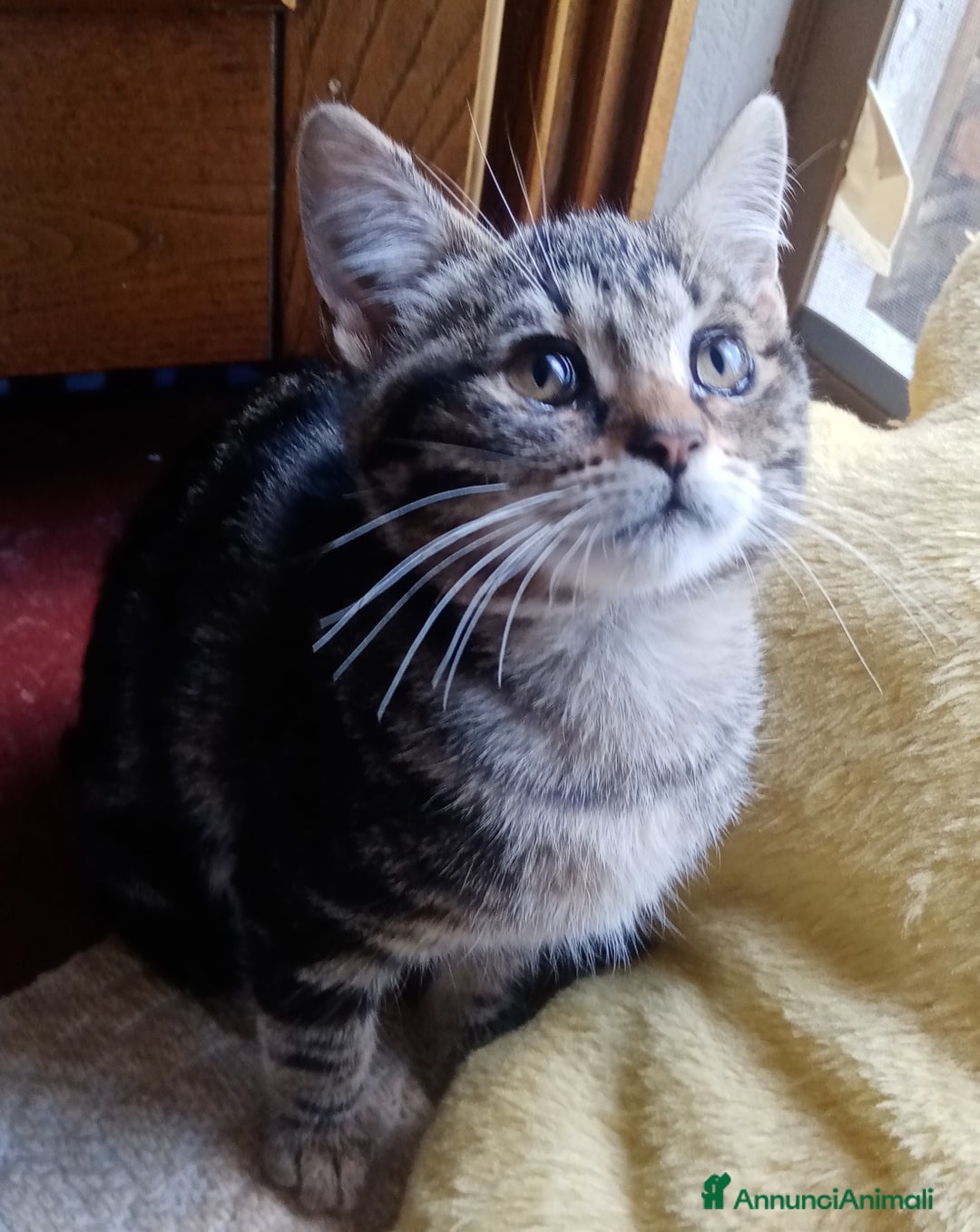 Europeo gatti in regalo: Dolcissime sorelline - Annuncio 11