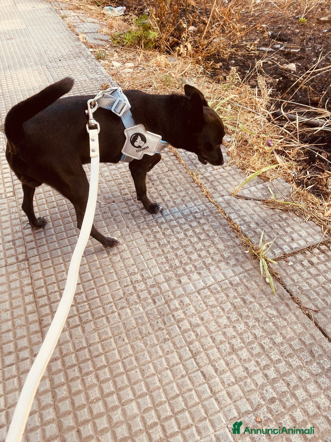 Pinscher Miniatura cani in regalo: Chicco pinscher molto tranquillo e coccolone - Annuncio 13