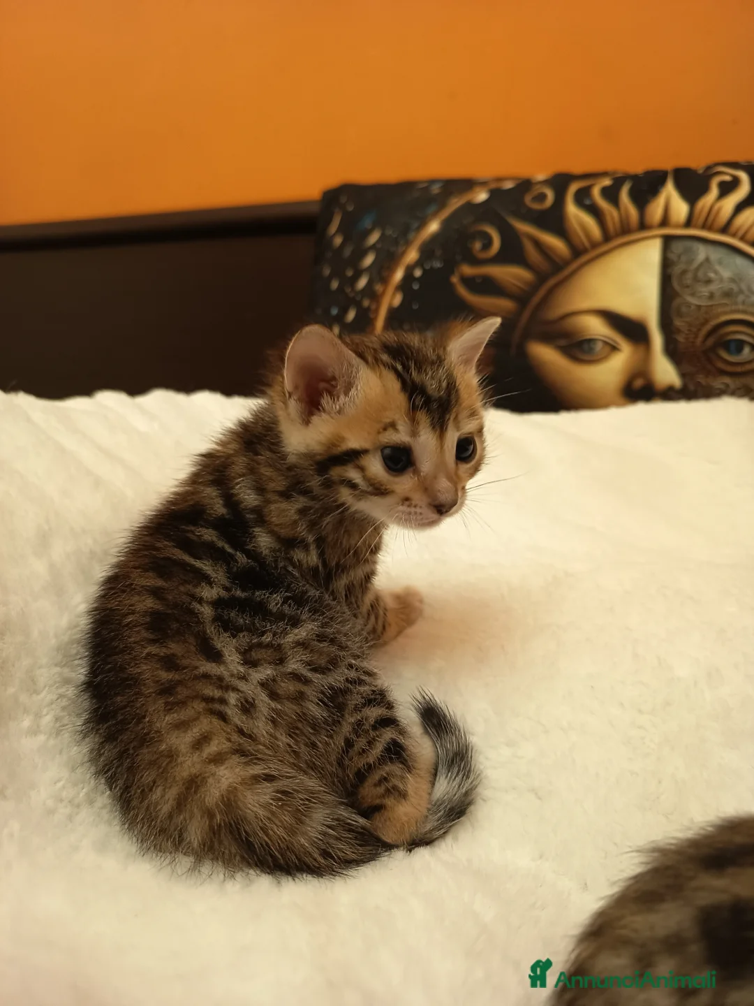 Bengala gatti in vendita: meravigliosi feminucce bengala  - Annuncio 2
