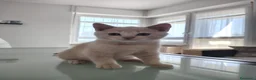 British gatti in vendita: Splendido cucciolo di British Shorthair  - Annuncio 4