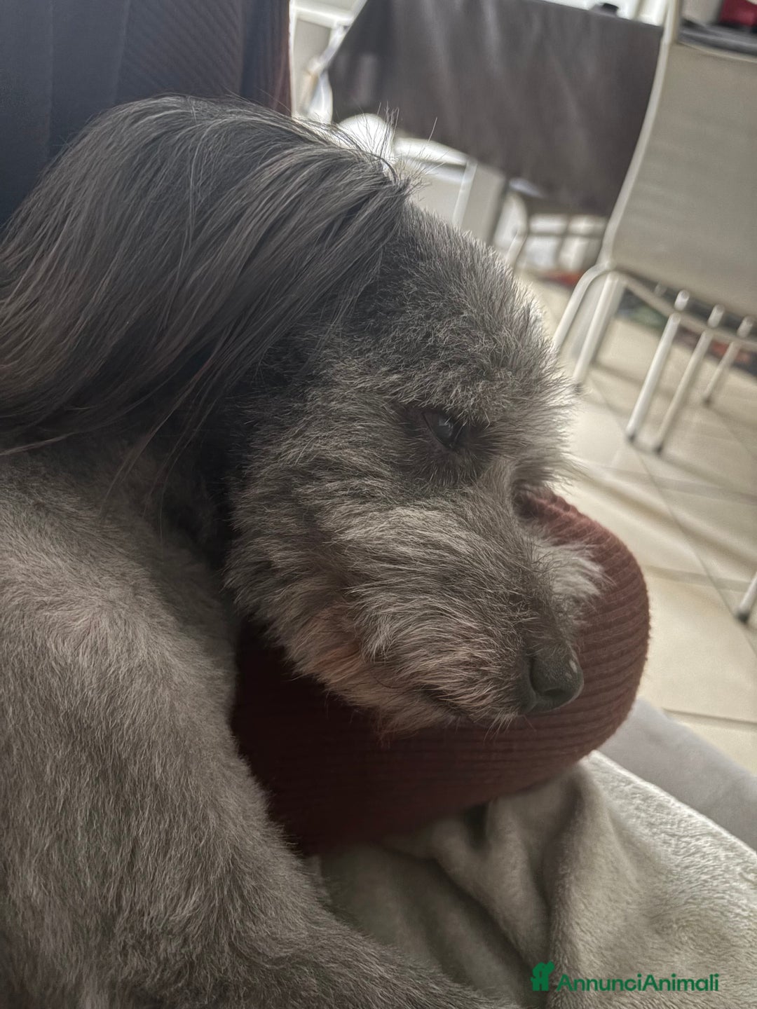 Meticcio cani per accoppiamento: cerco cane femmina per accoppiare  - Annuncio 4