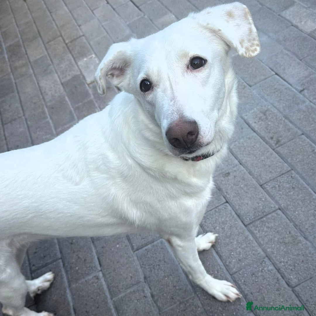 Meticcio cani in regalo: GENNA BELLISSIMA CAGNOLINA - Annuncio 2