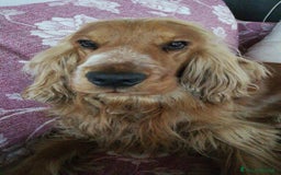 Cocker cani per accoppiamento: Cocker Spaniel maschio pronto per accoppiamento  - Annuncio 9