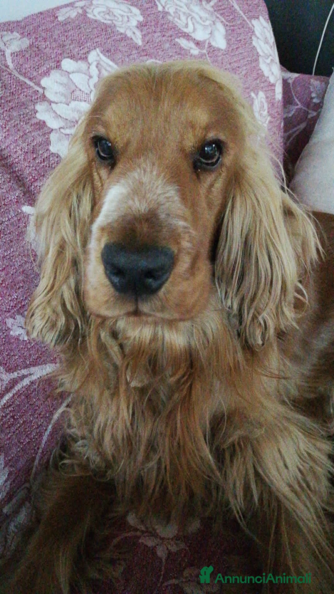 Cocker cani per accoppiamento: Cocker Spaniel maschio pronto per accoppiamento  - Annuncio 9