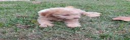 Lagotto cani in vendita: Cuccioli lagotto romagnolo da tartufi  - Annuncio 3