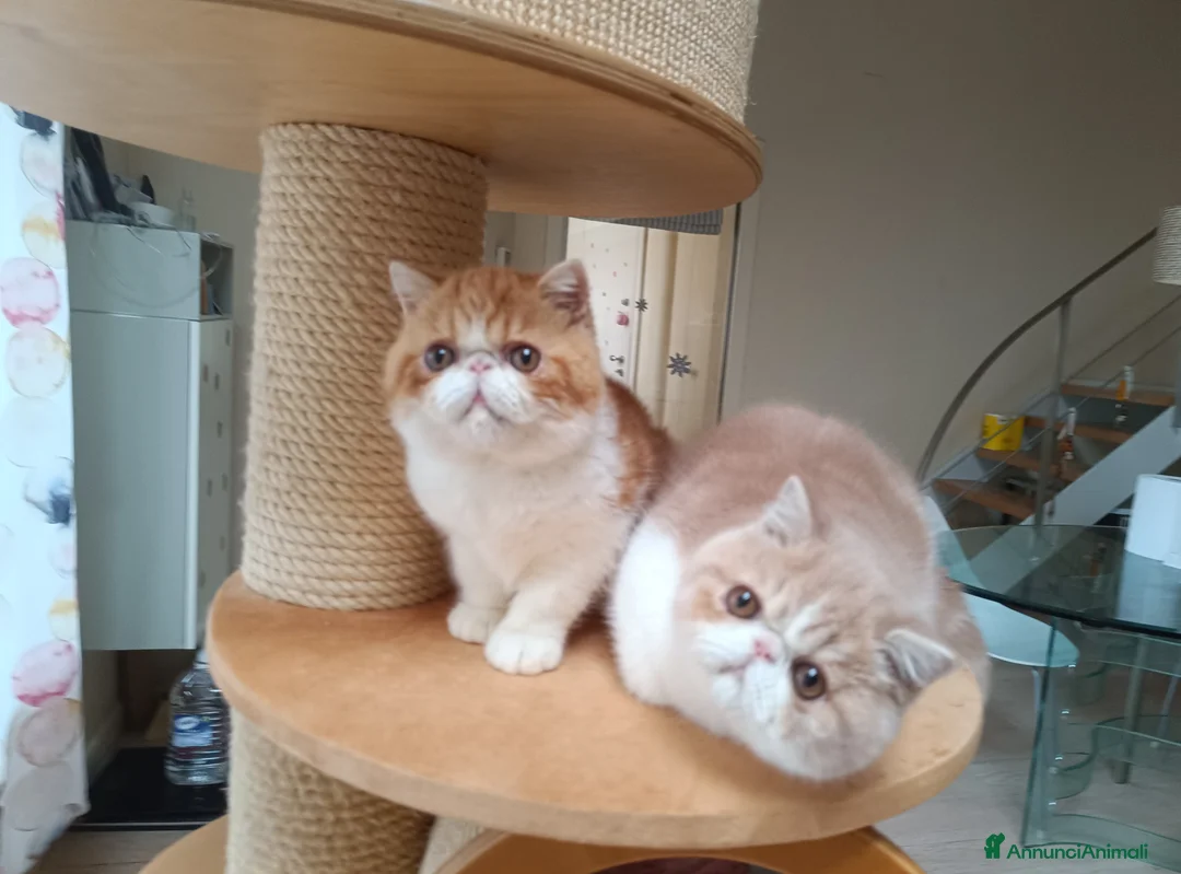 Exotic Shorthair gatti in vendita: Cuccioli di razza Exotic Shorthair  - Annuncio 4