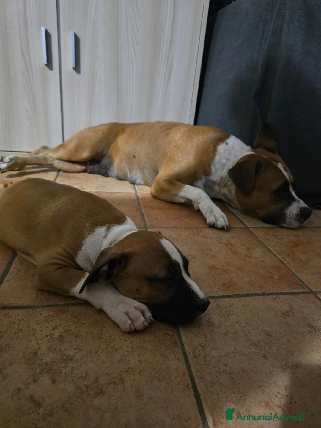 American Staffordshire cani in vendita: Cucciolo Amstaff  - Annuncio 2