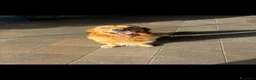 Golden Retriever cani per accoppiamento: Golden retriver per monta a Città metropolitana di Catania - Annuncio 1