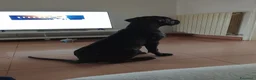 Cane Corso cani in vendita: Cane corso - Annuncio 1