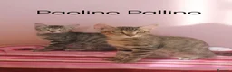 Europeo gatti in regalo: STUPENDI PAOLINO E PALLINO STUPENDI GATTINI a Città Metropolitana di Torino - Annuncio 3