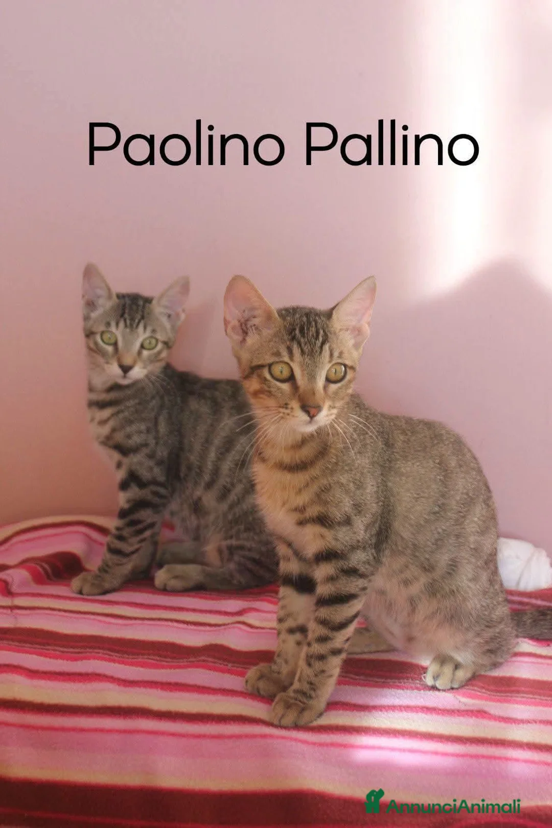 Europeo gatti in regalo: STUPENDI PAOLINO E PALLINO STUPENDI GATTINI a Città Metropolitana di Torino - Annuncio 3