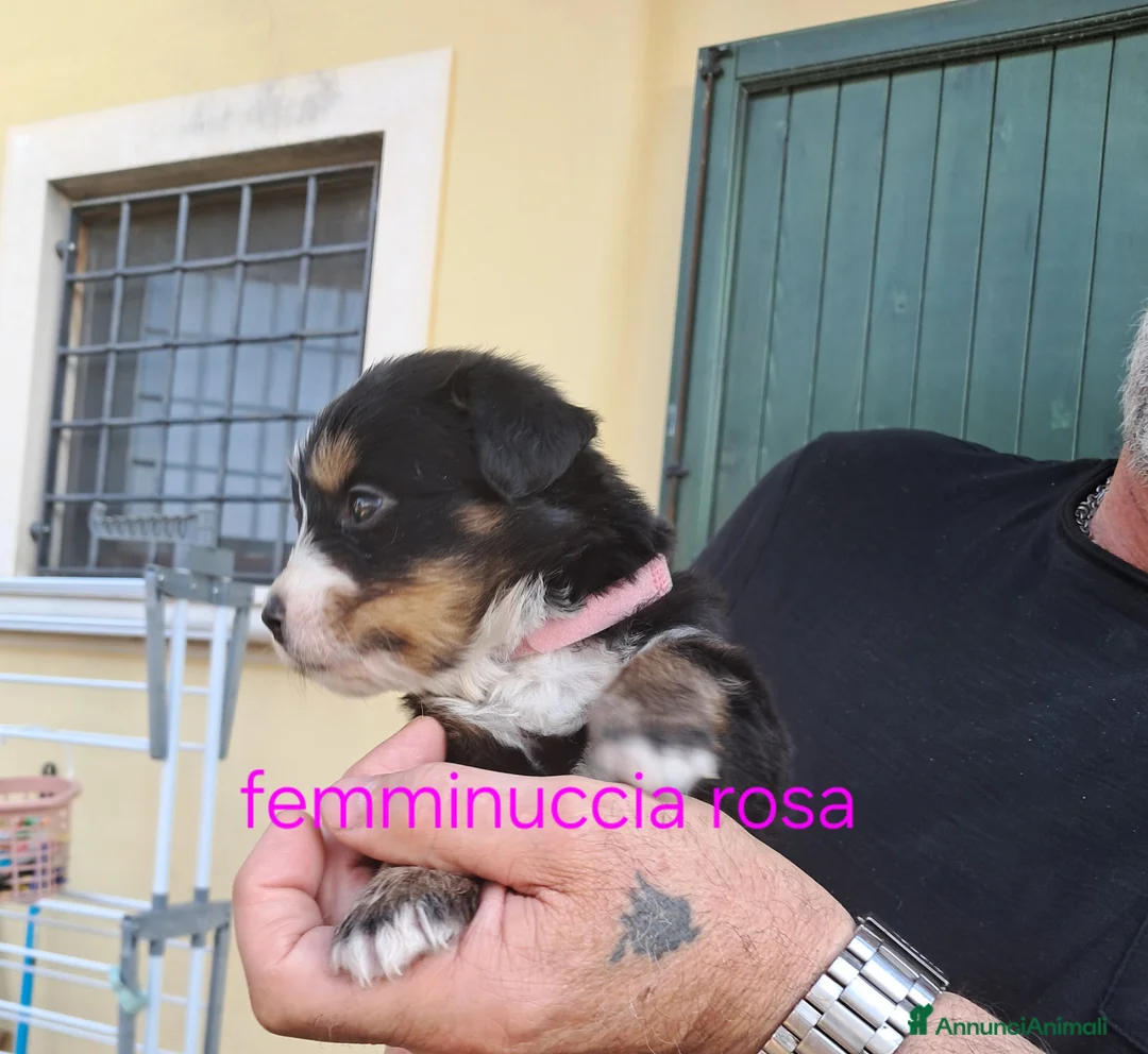 Bovaro del Bernese cani in vendita: Cuccioli bovari del bernese  - Annuncio 33