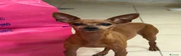 Pinscher Miniatura cani in regalo: Buono  a Città metropolitana di Catania - Annuncio 2