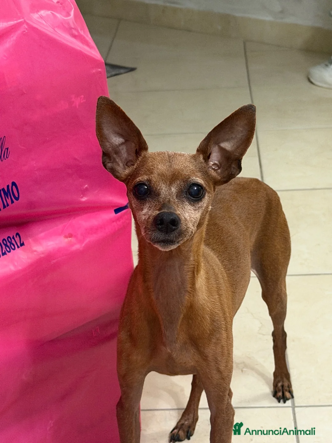 Pinscher Miniatura cani in regalo: Buono  a Città metropolitana di Catania - Annuncio 2