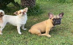 Bulldog Francese cani in vendita: Bulldog francese  a Città metropolitana di Milano - Immagine 14