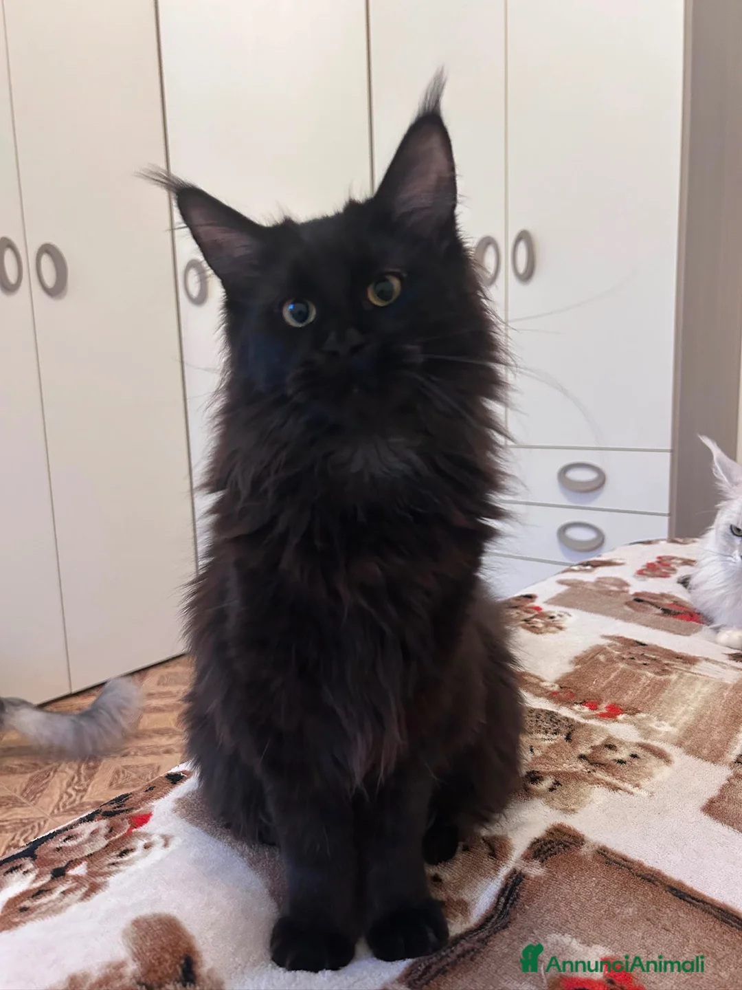 Maine Coon gatti in vendita: Maine Coon maschio pedigree Anfi - Annuncio 2