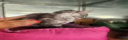 Maine Coon gatti in vendita: Maine coon  - Annuncio 9