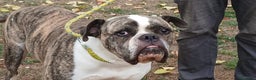 American Bully cani in regalo: ETTORE AMERICAN BULLDOG E' IN CERCA DI UNA CASA - Annuncio 1
