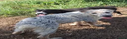 Meticcio cani in regalo: LIVIA 🩷 HA VOGLIA DI FIDARSI: TIMIDA E DOLCE. a Città Metropolitana di Bologna - Annuncio 10