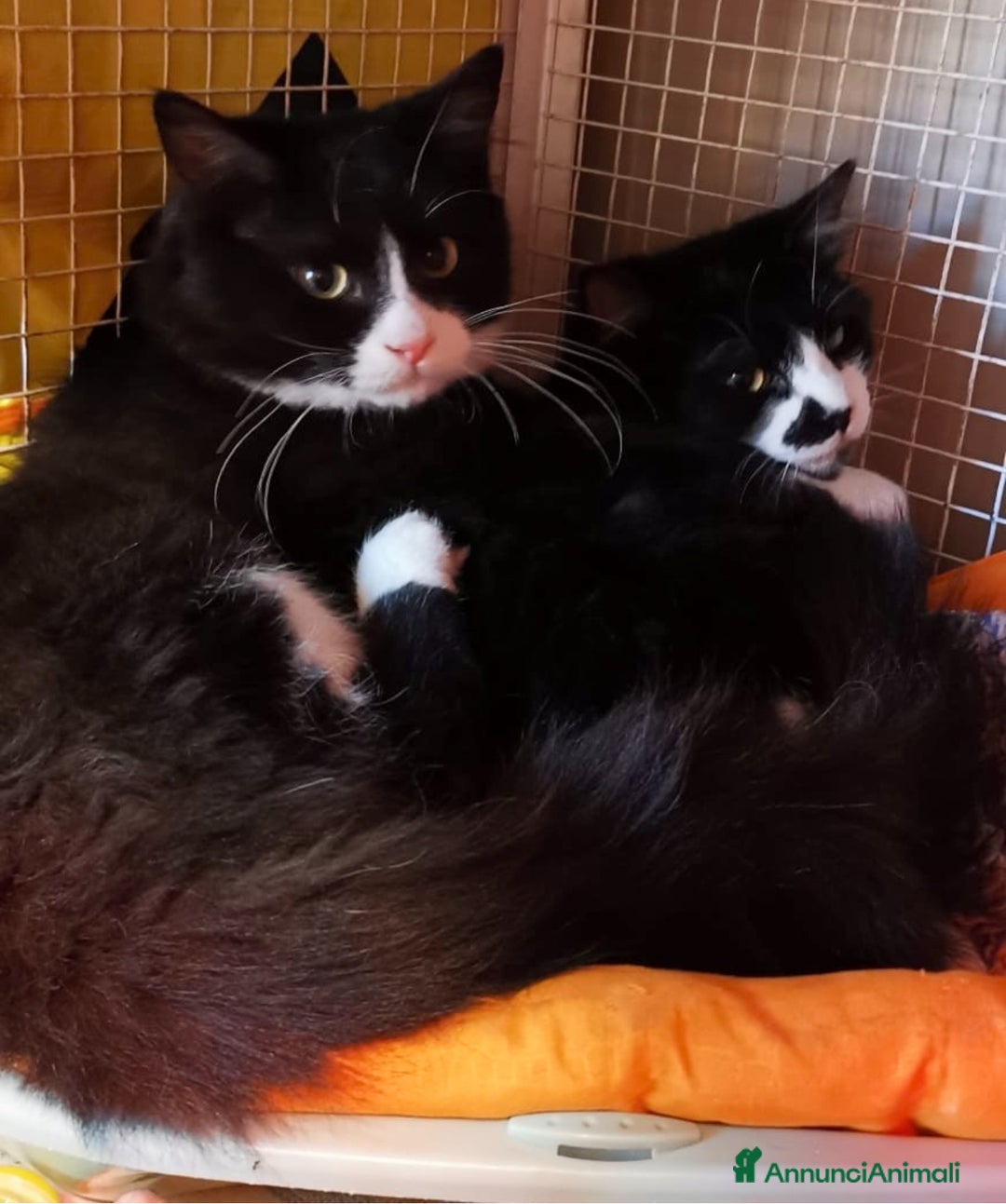 Europeo gatti in regalo: ADOZIONE DI COPPIA A CREMONA - Annuncio 3