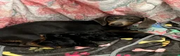 Bassotto cani in vendita: Bassotto - Annuncio 1