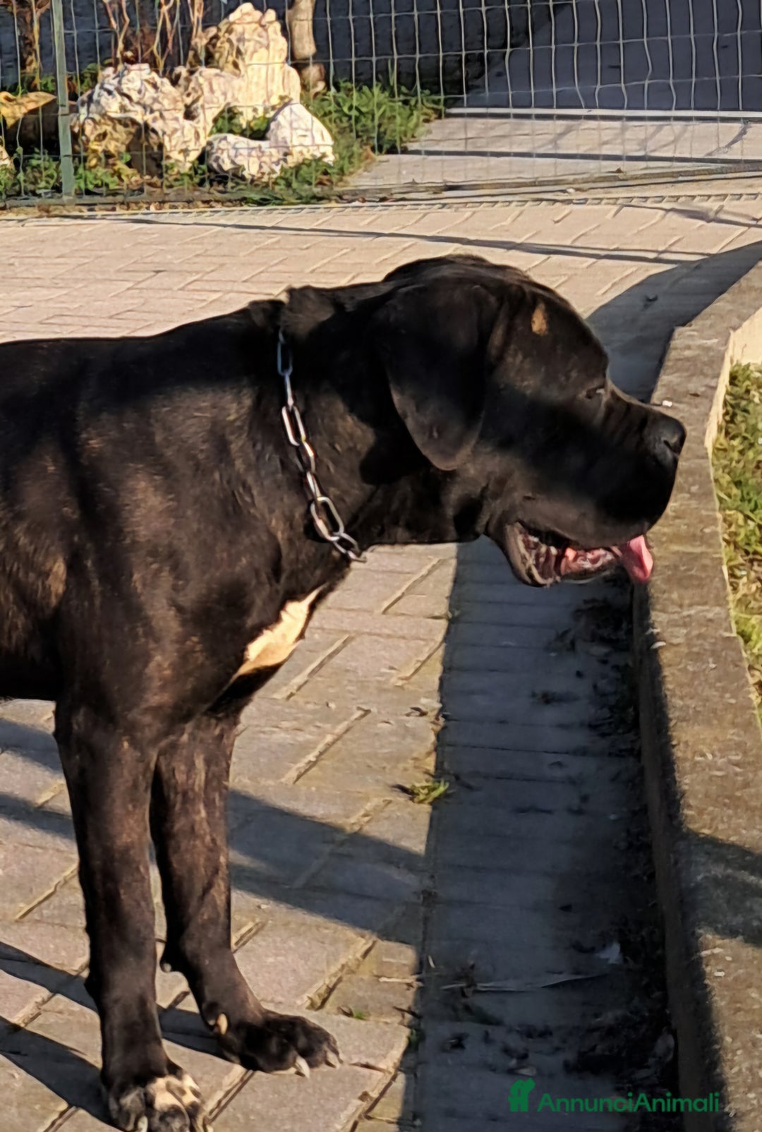 Cane Corso cani in vendita: cuccioli di cane corso  - Annuncio 2