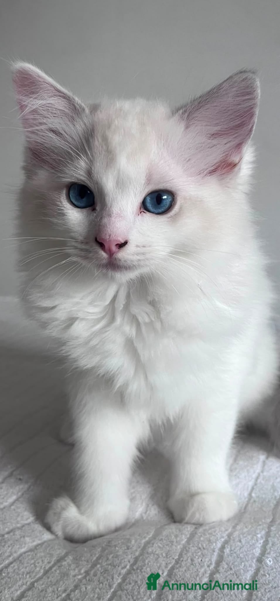 Ragdoll gatti Cucciole Ragdoll  - Annuncio 11