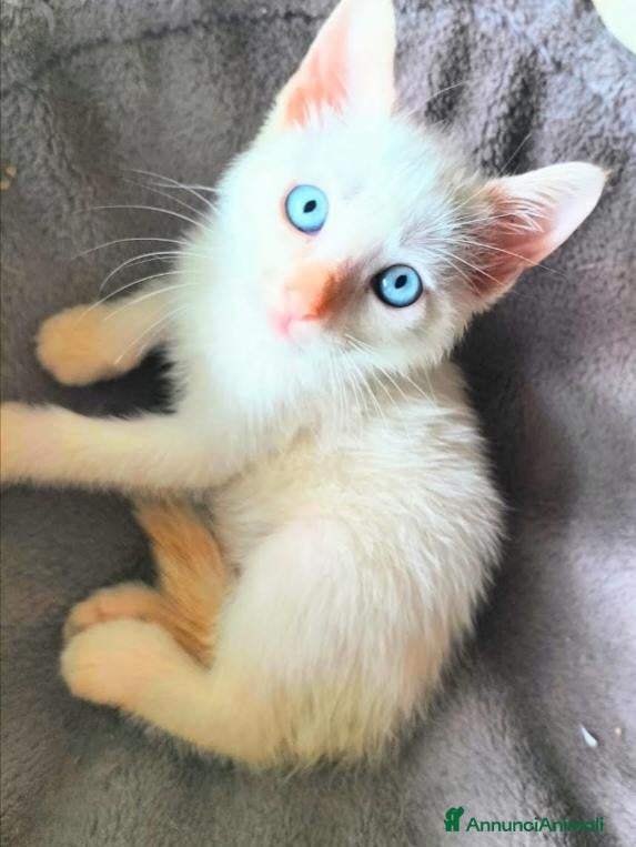 Siamese gatti Gattini siamesi Red point - Annuncio 3