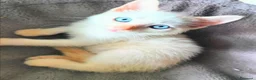 Siamese gatti in vendita: Gattini siamesi Red point - Annuncio 1
