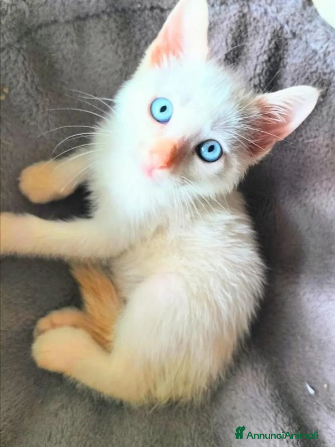 Siamese gatti in vendita: Gattini siamesi Red point - Annuncio 1