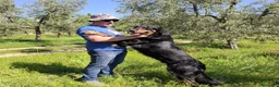 Hovawart cani in regalo: Noir, fiero ed elegante - Annuncio 3