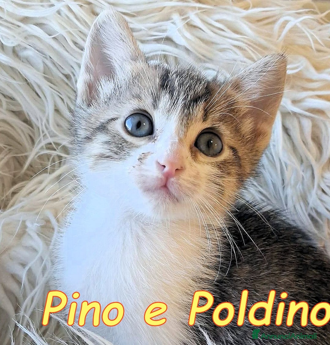 Europeo gatti in regalo: PINO🩵 & POLDINO💙 - Annuncio 3
