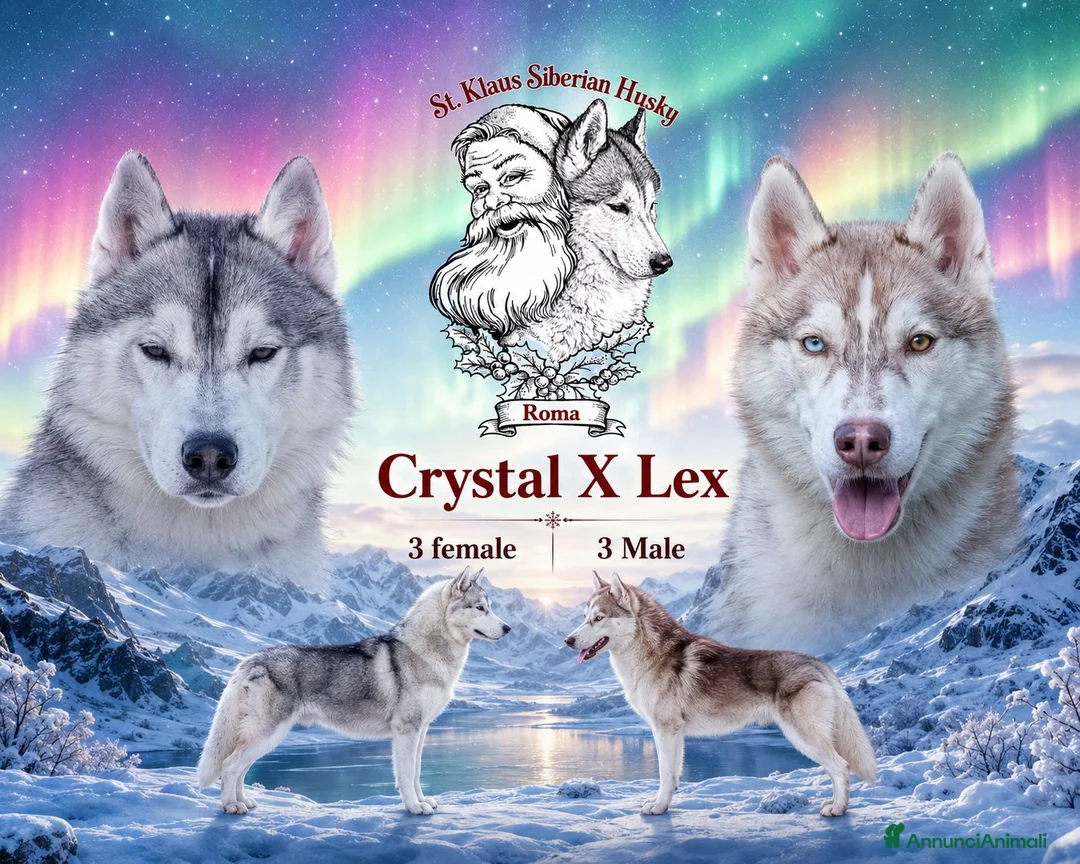 Husky cani in vendita: Meravigliosi cuccioli di Siberian Husky  - Annuncio 8