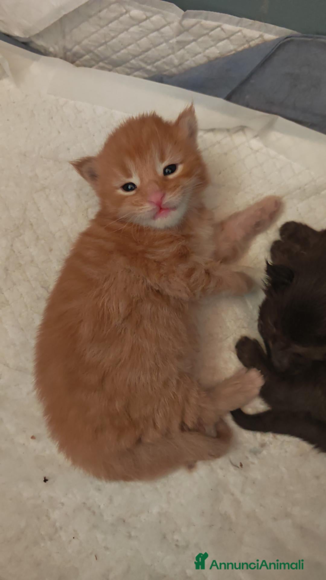 Maine Coon gatti Cucciolo maschio rosso  - Annuncio 12