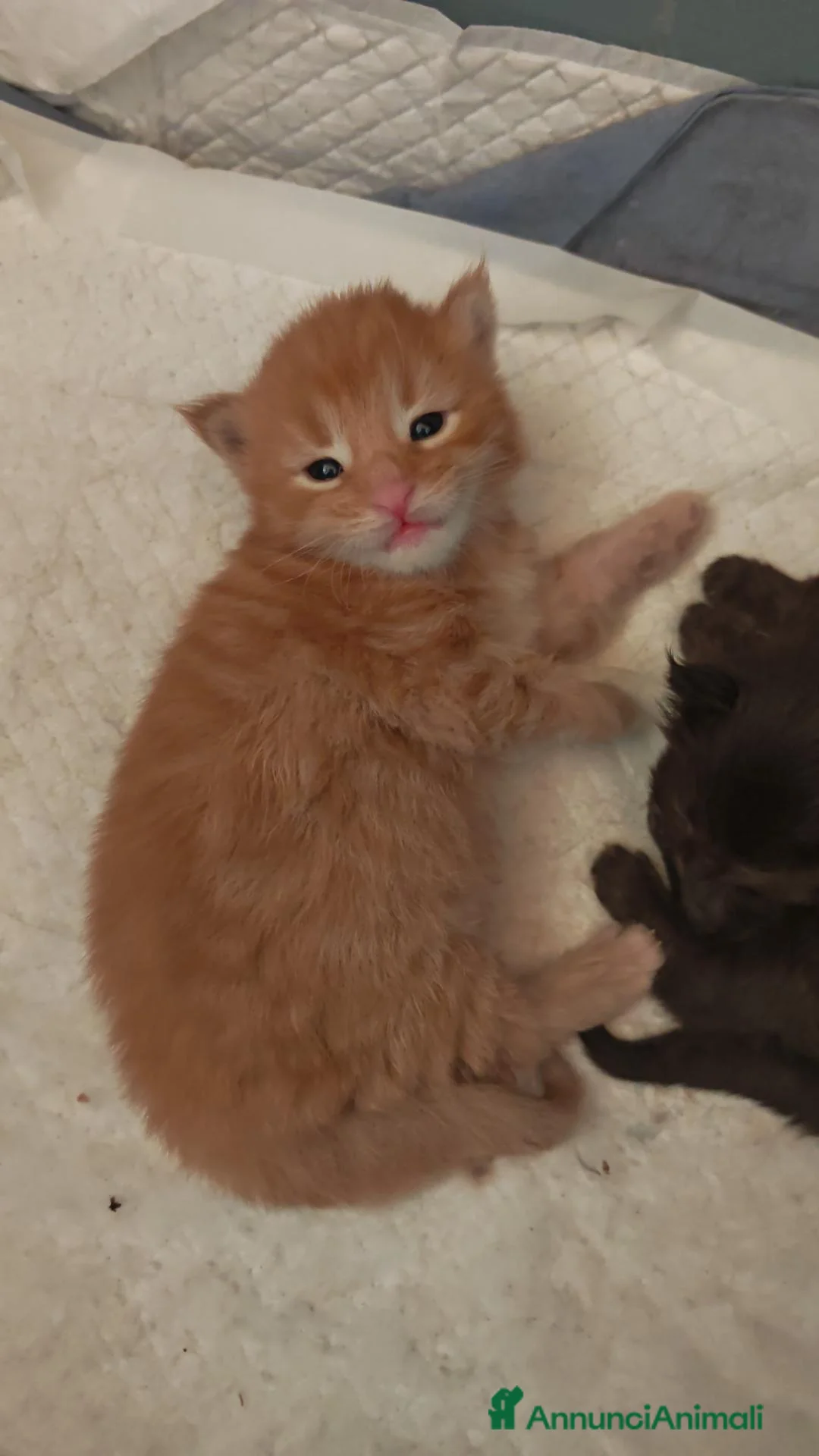 Maine Coon gatti in vendita: Cucciolo maschio rosso  - Annuncio 1