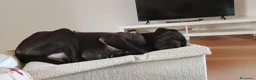 Cane Corso cani in vendita: Cane corso - Annuncio 4