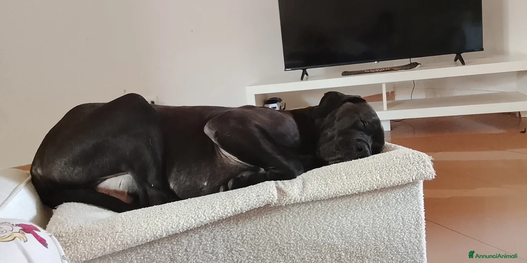 Cane Corso cani in vendita: Cane corso - Annuncio 4