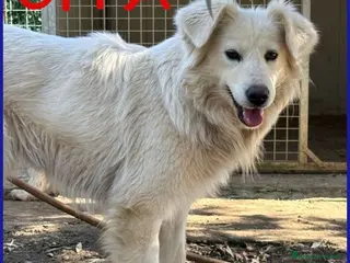 Meticcio cani UFFA bellissima e giovane tg media - Annuncio 1