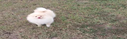 Spitz cani in vendita: Cucciolo di Spitz tedesco  - Annuncio 3