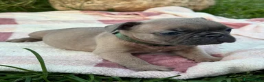 Bulldog Francese 4