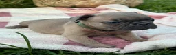 Bulldog Francese cani in vendita: Cuccioli di bulldog francese - Annuncio 12