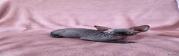 Sphynx gatti in vendita: Cucciolo Sphynx Nero - Annuncio 3