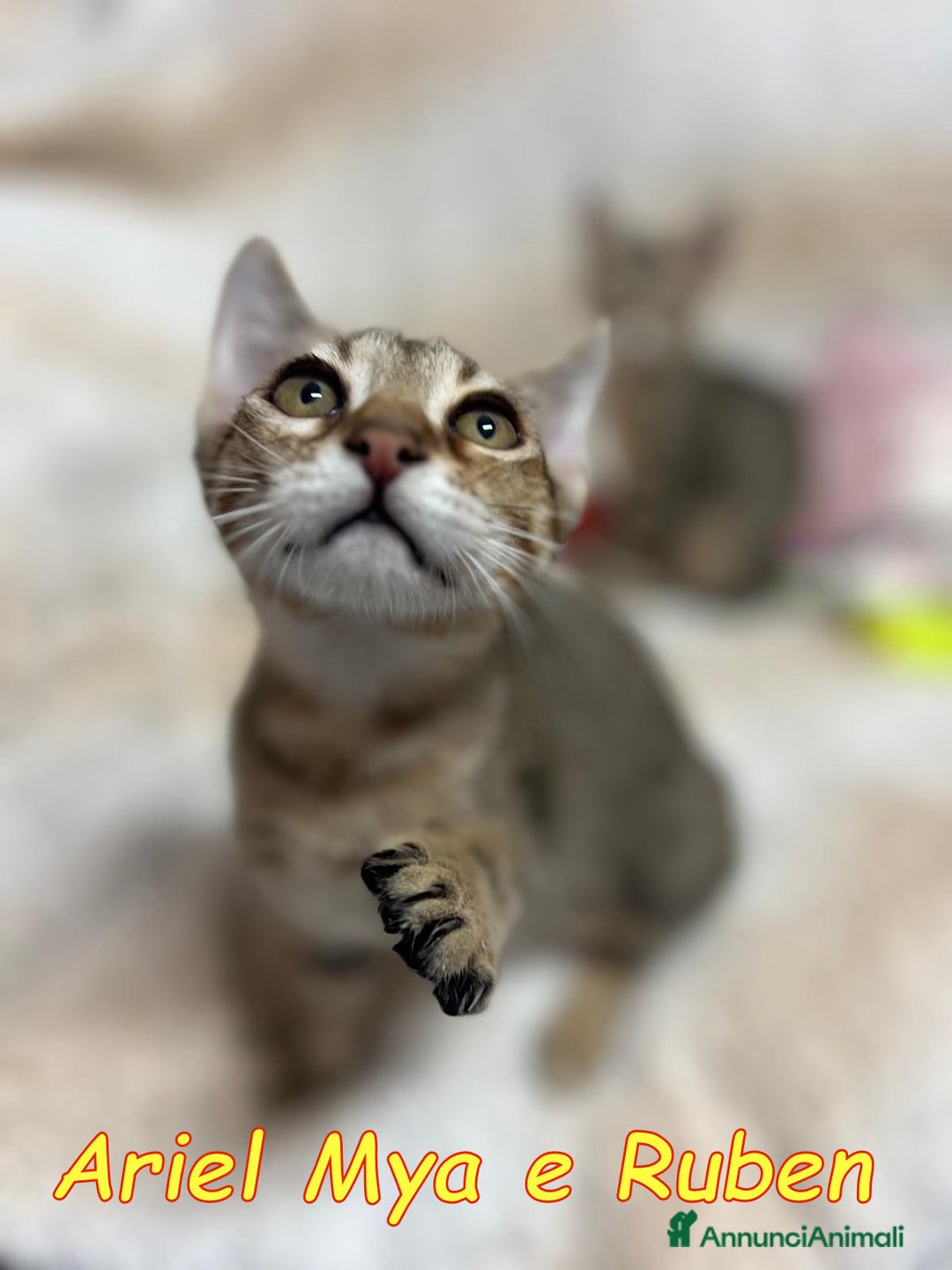 Europeo gatti in regalo: TRE GATTINI DOLCISSIMI CERCANO CASA - Annuncio 7