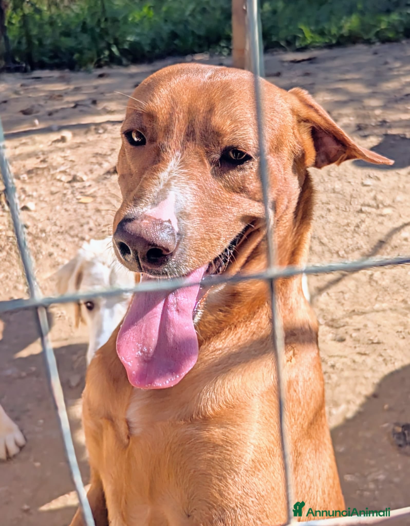 Meticcio cani CORFU' : APRITE QUELLA GABBIA a Provincia di Verona - Annuncio 39