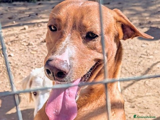 Meticcio cani CORFU' : APRITE QUELLA GABBIA a Provincia di Verona - Annuncio 39